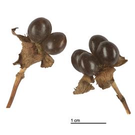   Fruit:   Rhodotypos scandens ; Photo by R. Culos, wikimedia commons
